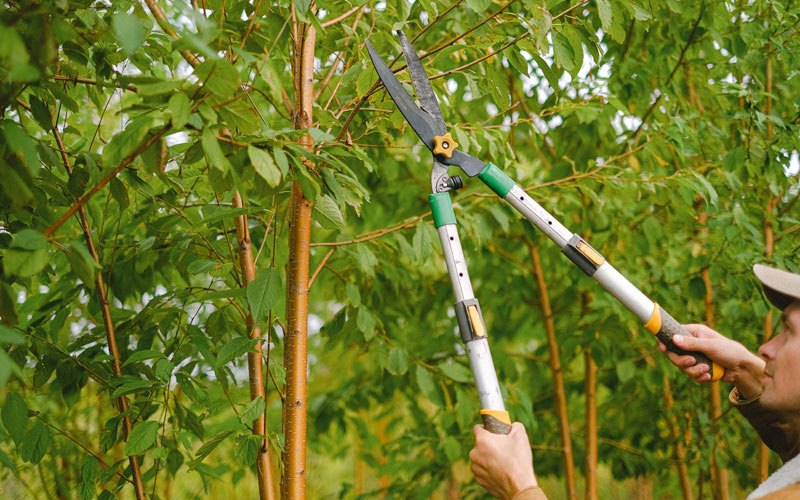 Tree trimming in Centerville, UT